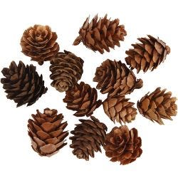 Piñas de alerce