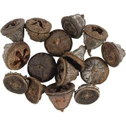 Frutos de eucalipto