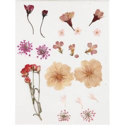Flores y hojas prensadas, rosa claro, 1 paquete