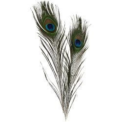 Pluma de pavo real