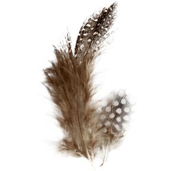 Plumas de gallina de guinea