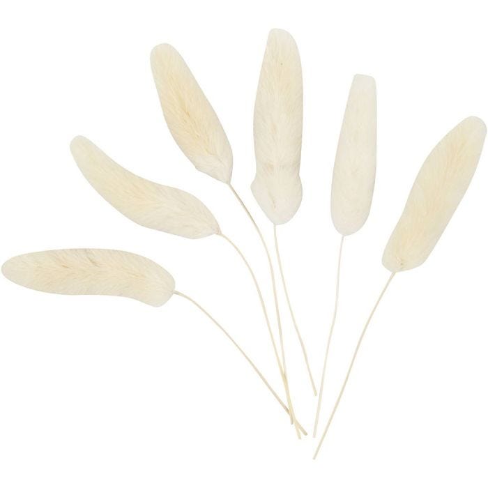 Hierba de cola de conejo, L. 3-7 cm, 6 ud/ 1 paquete