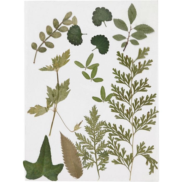 Flores y hojas prensadas, verde, 1 paquete
