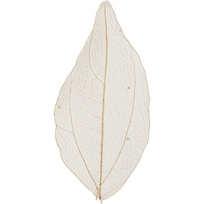 Esqueleto de hojas, L. 4,5-8 cm, natural, 20 ud/ 1 paquete