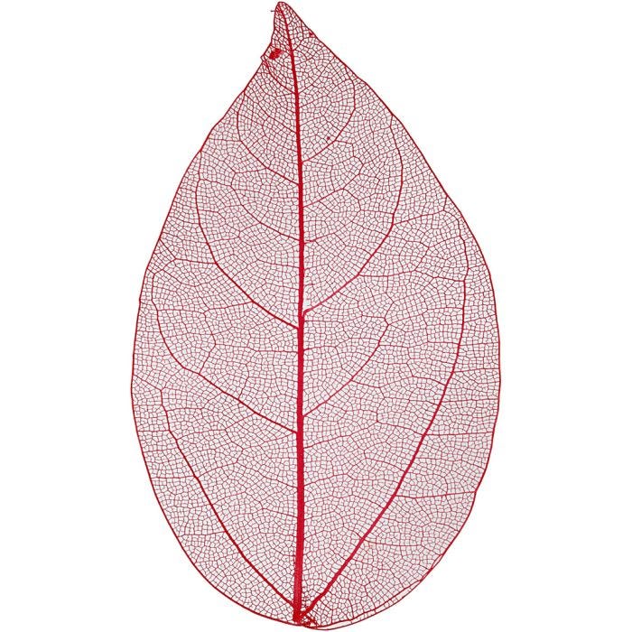 Esqueleto de hojas, L. 6-8 cm, rojo, 20 ud/ 1 paquete