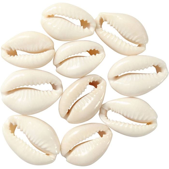 Concha, L. 20 mm, natural, 12 ud/ 1 paquete