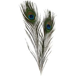 Pluma de pavo real
